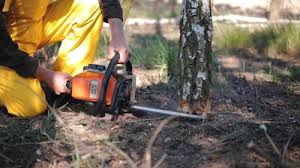 Trusted Azusa, CA Tree Care Experts