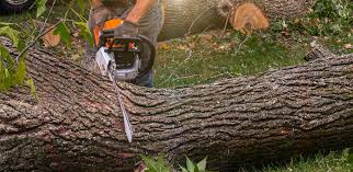 Best Commercial Tree Services  in Azusa, CA