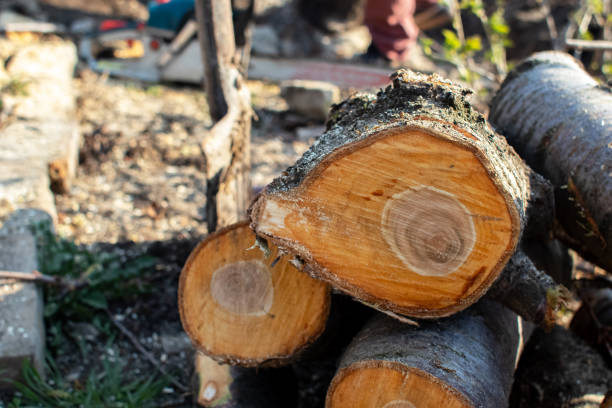 How Our Tree Care Process Works  in  Azusa, CA