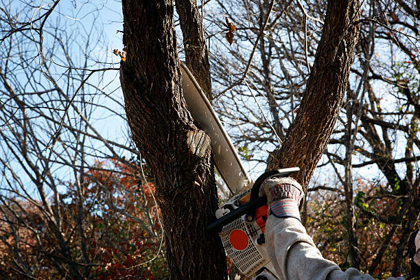 Best Tree Trimming and Pruning  in Azusa, CA