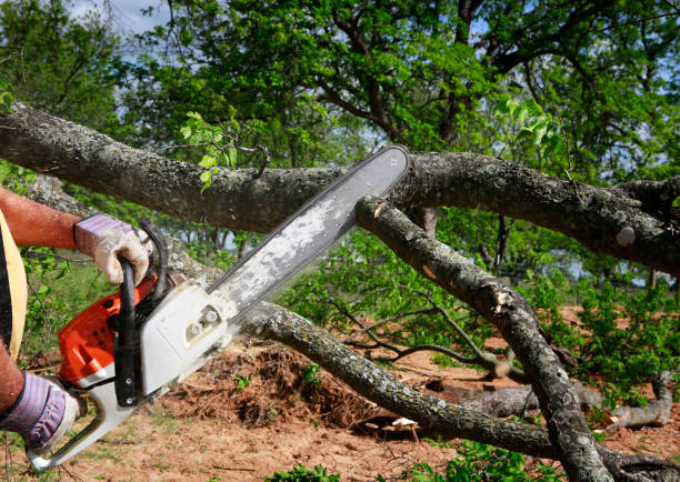 Best Tree Preservation Services  in Azusa, CA