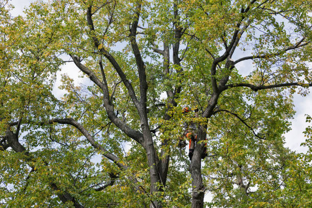 Best Tree Risk Assessment  in Azusa, CA